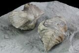 Pair Of Fossil Brachiopods (Platystrophia) - Indiana #95959-4